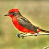 Les Llanos regroupent à eux seuls 380 espèces d’oiseaux !